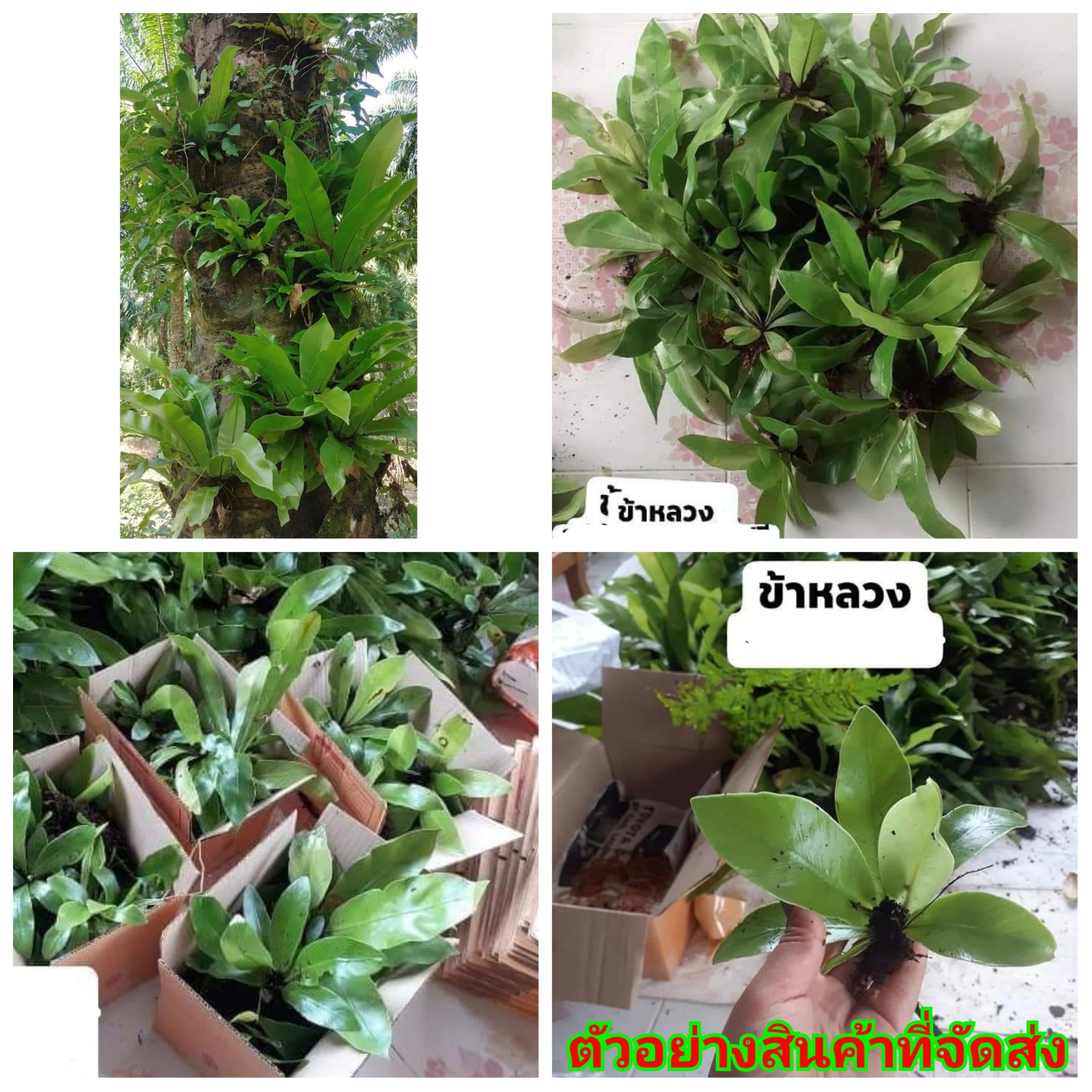 (สั่งขั้นต่ำ 15ต้น) (ขาย ต้นพันธุ์) ต้น เฟิร์น ข้าหลวง เอิร์น ศันสนีย์