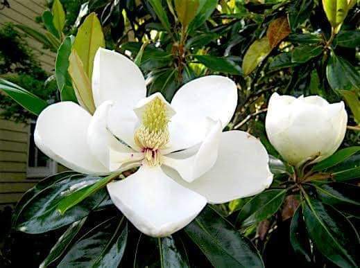 (1ต้น) สูง 80cm ต้น แมกโนเลีย แกรนด์ดิฟฟอร่า Magnolia grandiflora ตอนกิ่ง / Navin