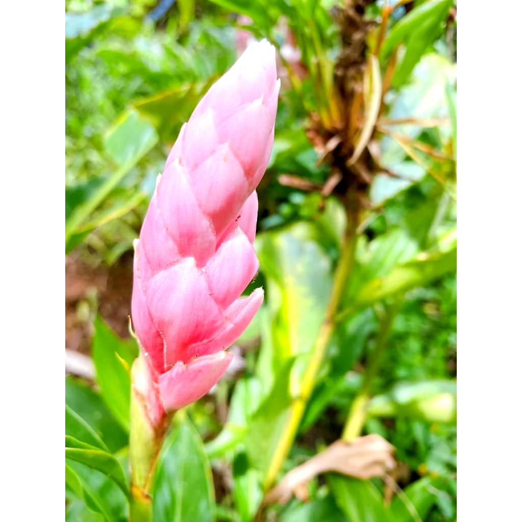 ต้น หน่่อ ดอก ขิงชมพู ต้นขิงชมพู สีชมพู ขิงแดง ต้นขิงแดง สีแดง ขิงประดับ Alpinia purpurata Eileen Macdonald / eenahcad