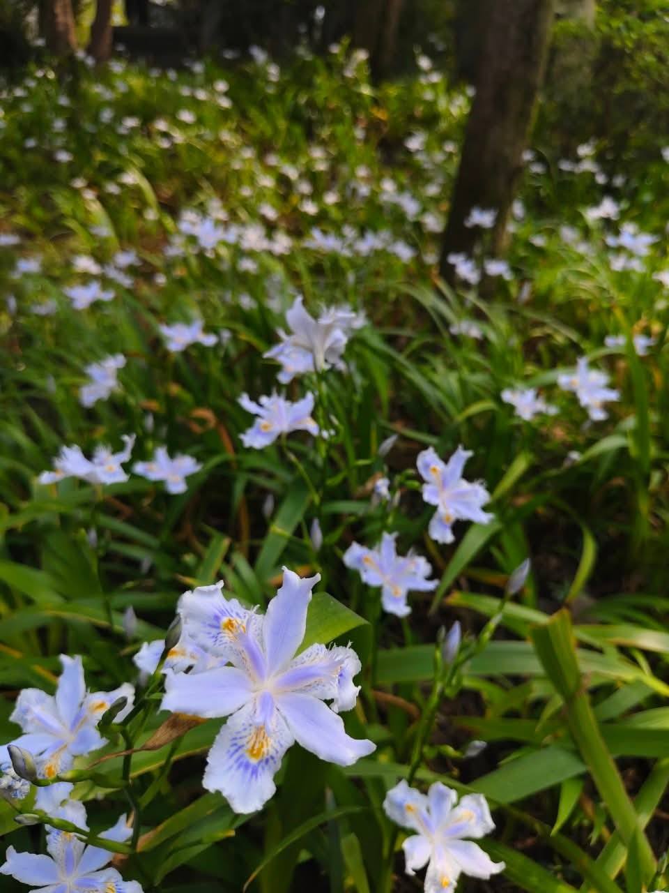 ต้นไอริสภูเขา ต้นไอริสยา ไอริสภูเขา ไอริสยา ต้นไอริส ภูเขา 扁竹兰 Iris confusa Sealy / klisnus