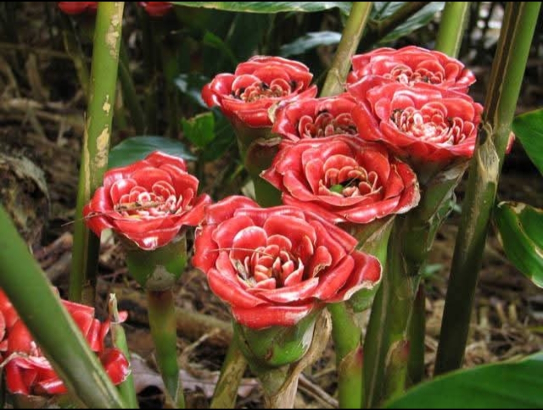 ดอก ต้น หน่อ เหง้า ดาหลา ดาหลากุหลาบ สยาม ต้นดาหลา ดอกดาหลา กาหลากุหลาบ สีแดง Siam rose Rose of Siam torch ginger / Sao 2