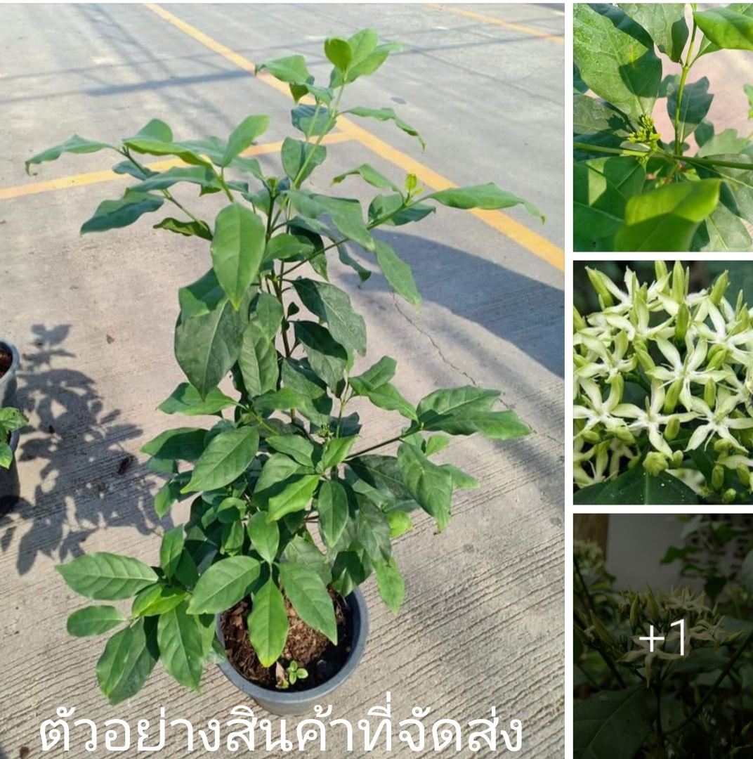 (ขาย ต้นพันธุ์) ต้น ดอก บุหงารำไป บุหงา รำไป บุหงาลำไป ต้นบุหงารำไป ต้นบุหงาลำไป ภูษณิศา / Fadel / ร้านไม้ไทยดอกหอม