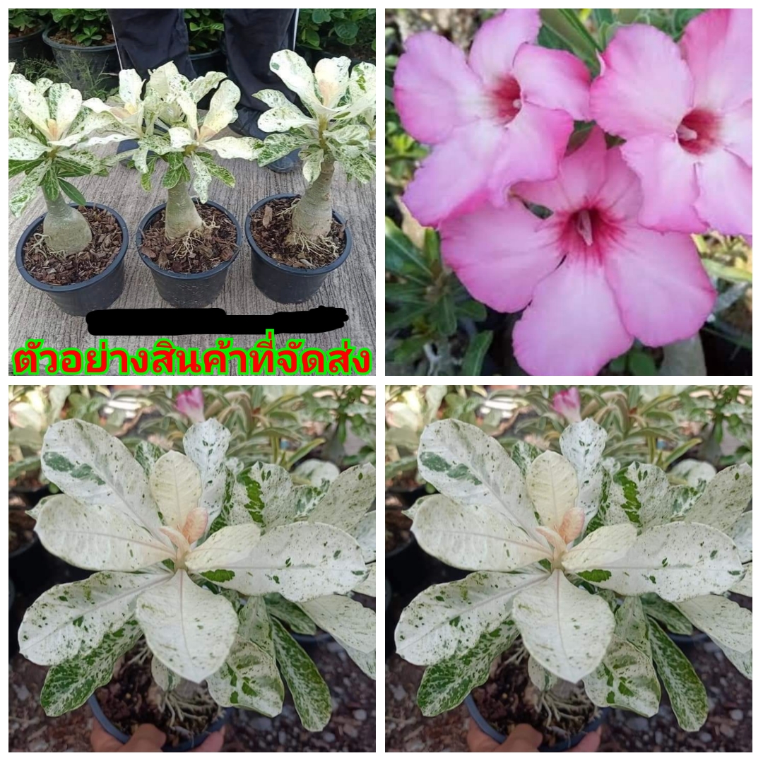 (ขายเป็นเซต3ต้น) (ขาย ต้นพันธุ์) ดอก ต้น ชวนชม ใบด่าง สีชมพู ชมพู fadel