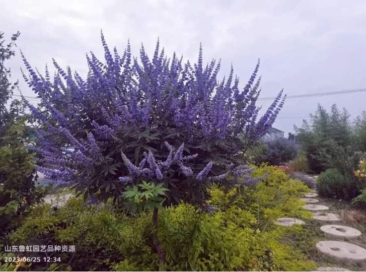 (1ต้น) ต้นไวเท็กซ์ Chaste Berry ไวเท๊กซ์ แอกนัส แคสตัส Vitex Vitex Agnus Castus / ศรัณย์รักษ์ สำเนา