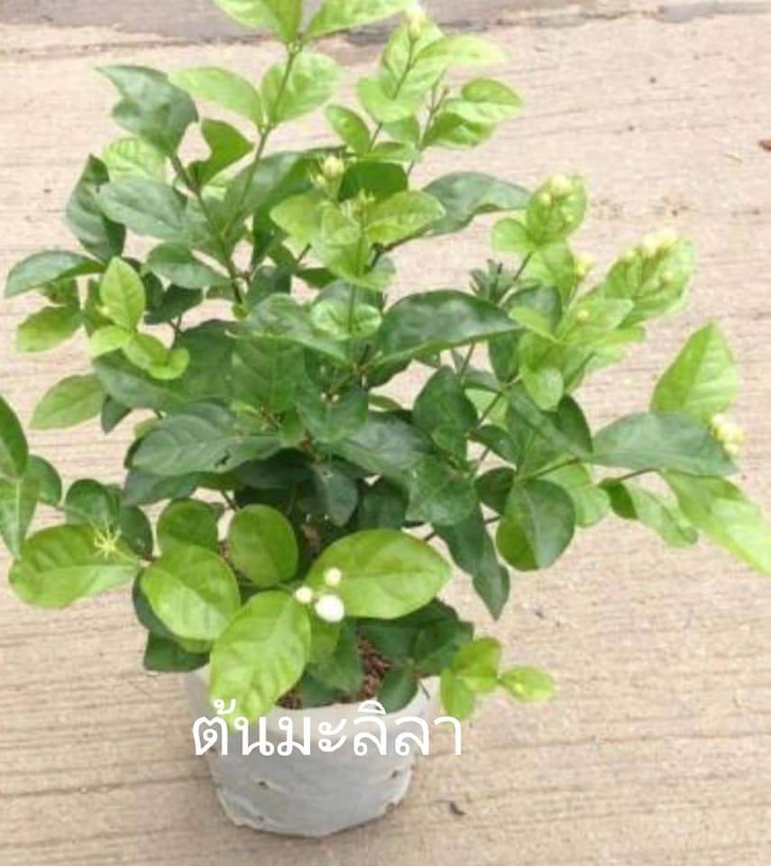 (ขาย ต้นพันธุ์) ดอก ต้น มะลิลา ต้นมะลิลา ต้นมะลิ มะลิ fadel