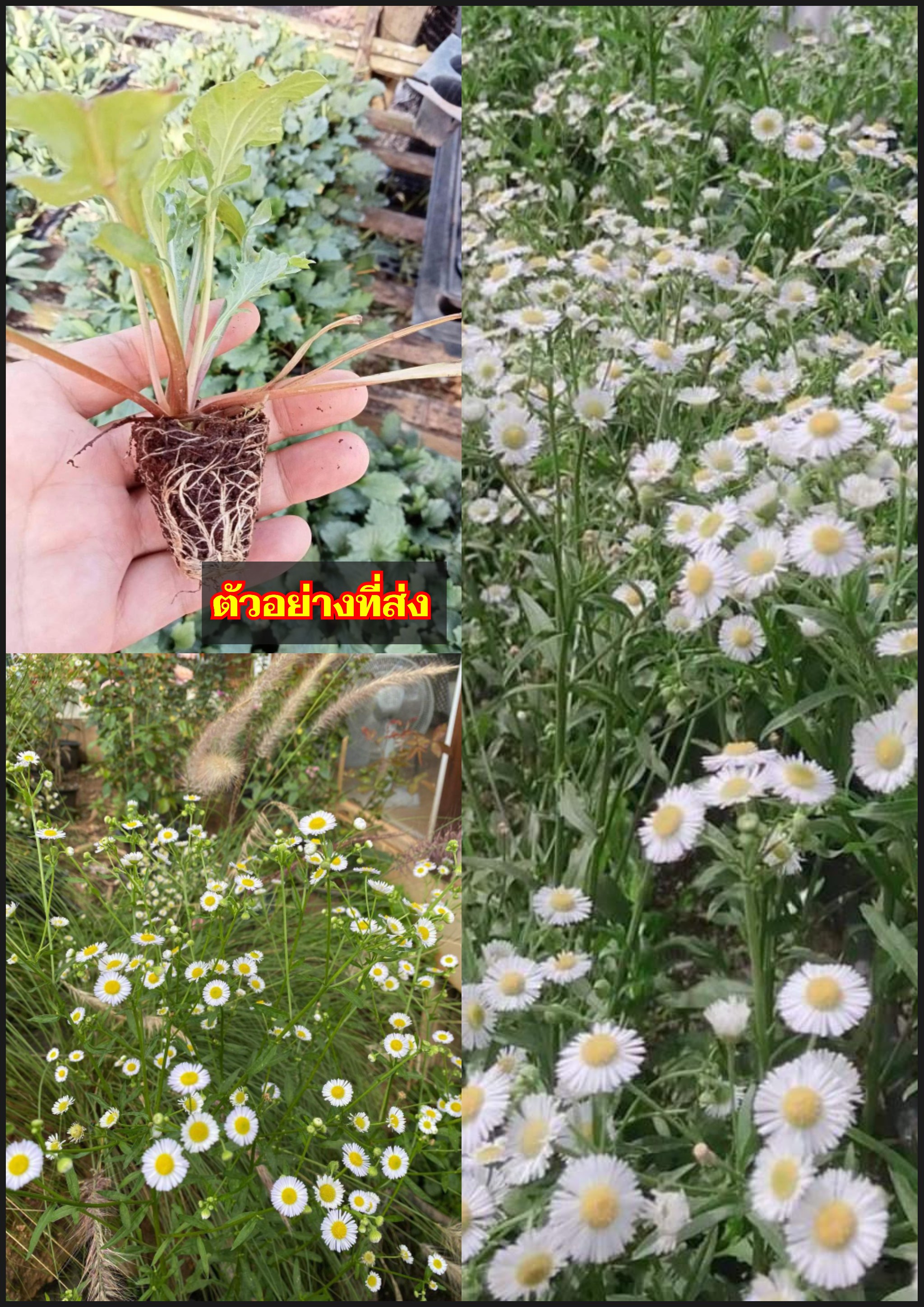 ต้น เดซี่ไข่ดาว ต้นเดซี่ seaside daisy / tahpaynahc