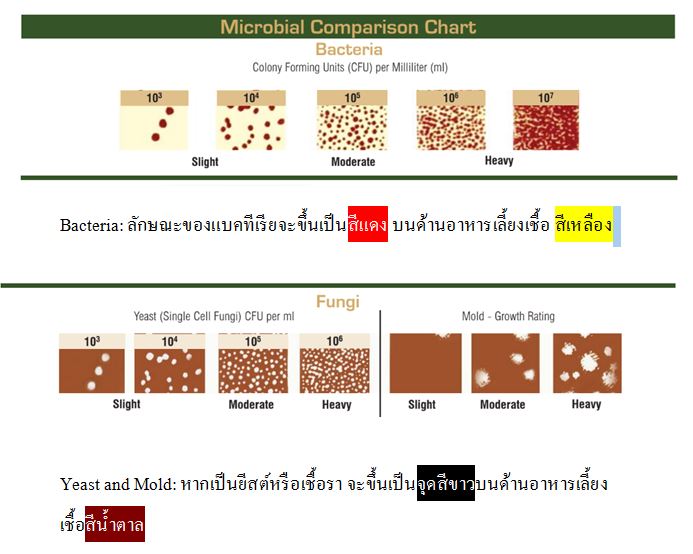 ชุดทดสอบเชื้อแบคทีเรีย เชื้อรา(10ชุด/กล่อง) Bacteria and Fungi Test kit-B-F INDICATOR