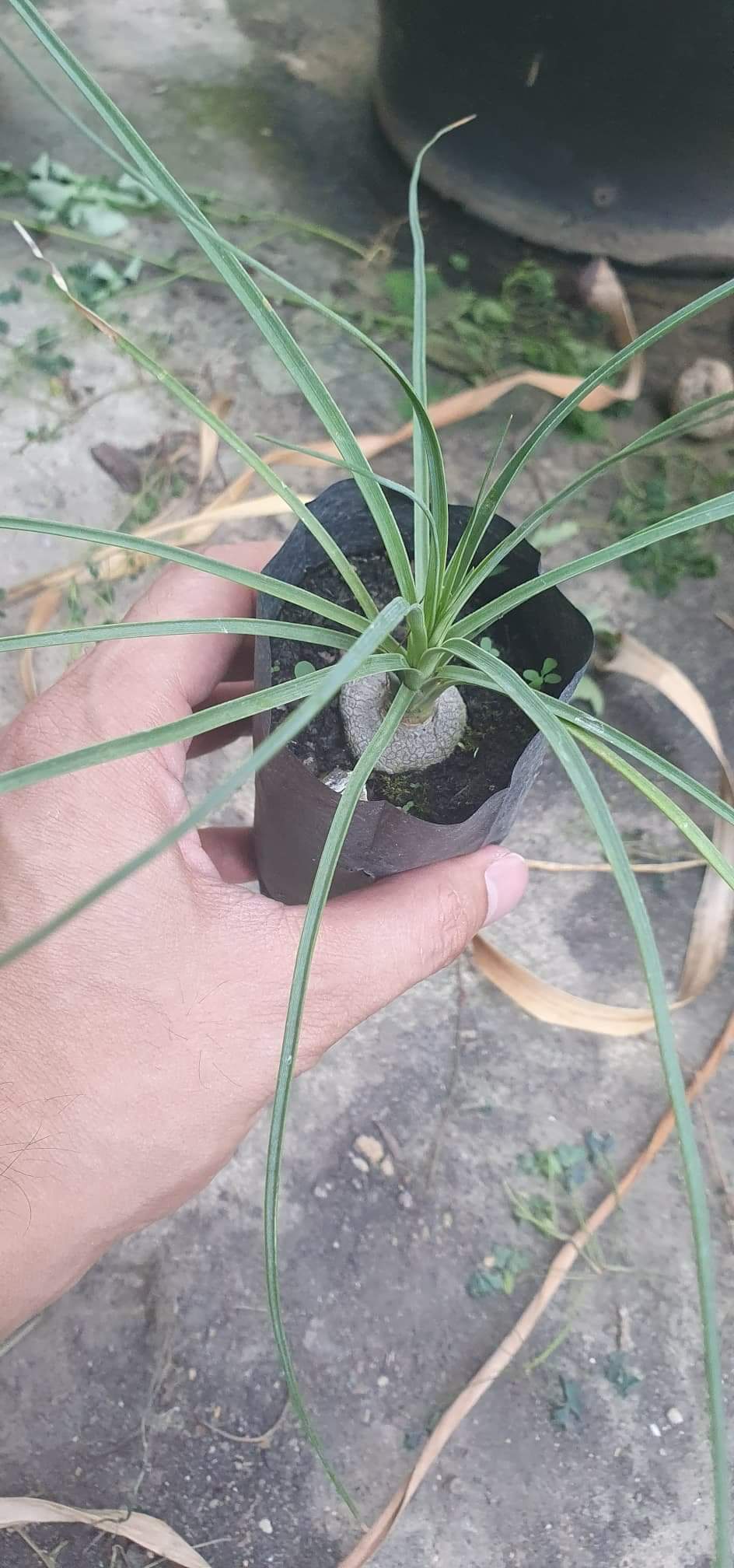(2ต้น) ต้น แส้ม้าใบฟ้า ต้นแส้ม้าใบฟ้า ต้นแส้ม้า ใบฟ้า beaucarnea gracilis พิชิต