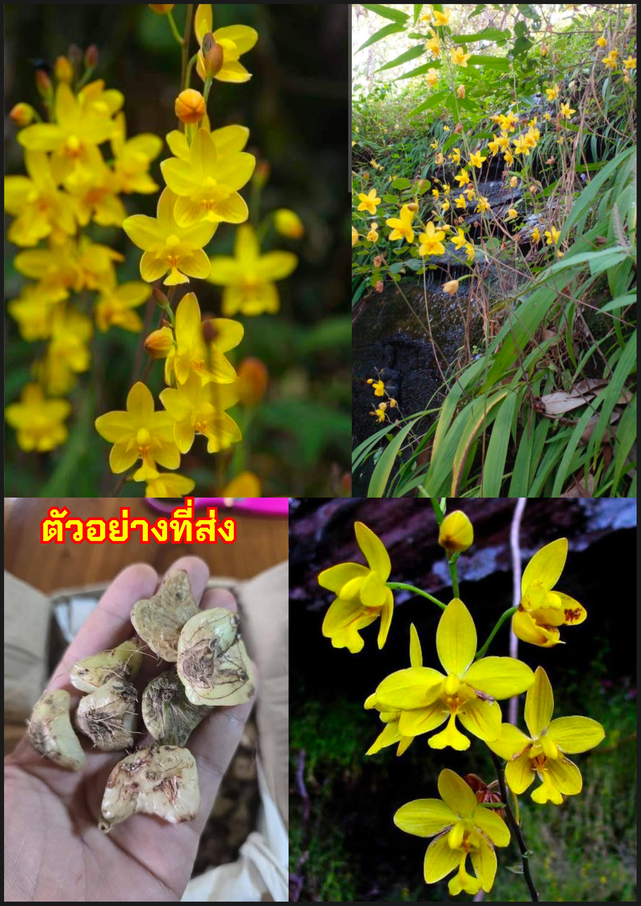 ว่านดอกทองโยนี หรือ เหลืองพิศมร เหลืองพิสมร Yellow Spathoglottis affinis hardingiana / nropatarin