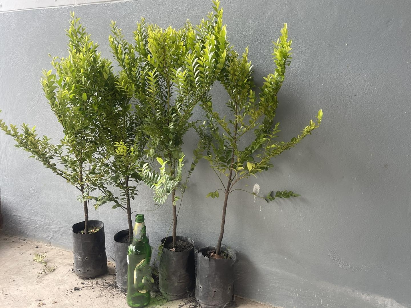 สูง 60cm ต้นล่ำซำ ต้นหูหนู หรือ ต้นสั่งทำ Black Ebony tree / iamnahpahcin