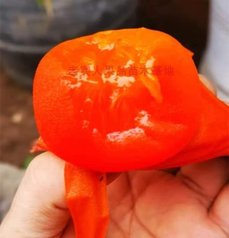 (1ต้น) ต้น ต้นพลับคริสตรัล ต้นพลับคริสตัล plub crystal Persimmon พลับ ต้นพลับ คลิสตัล / ศรัณย์รักษ์