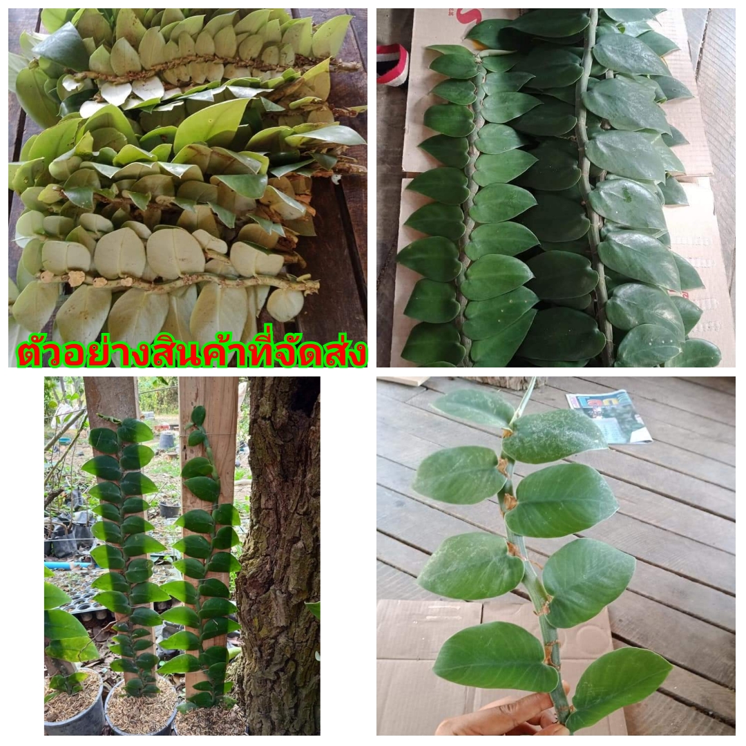 (12กิ่ง) (ขาย กิ่งพันธุ์) ต้น ท่อน กิ่ง แนบอุรา ต้นแนบอุรา กิ่งแนบอุรา หัวใจแนบ ต้นหัวใจแนบ
