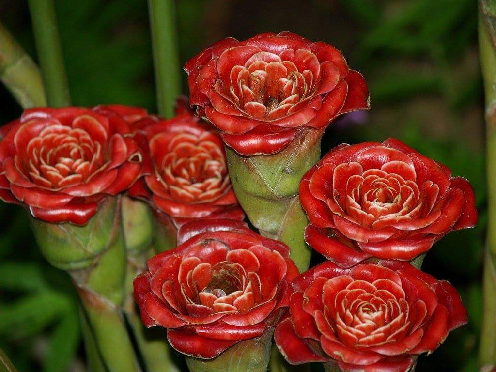 ดอก ต้น หน่อ เหง้า ดาหลา ดาหลากุหลาบ สยาม ต้นดาหลา ดอกดาหลา กาหลากุหลาบ สีแดง Siam rose Rose of Siam torch ginger / Sao 2