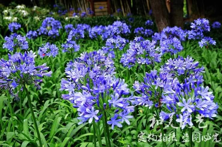(1ต้น) ต้น อะกาแพนทัส ต้นอะกาแพนทัส Agapanthus Blue African lily Lily of nile / ศรัญลักษณ์