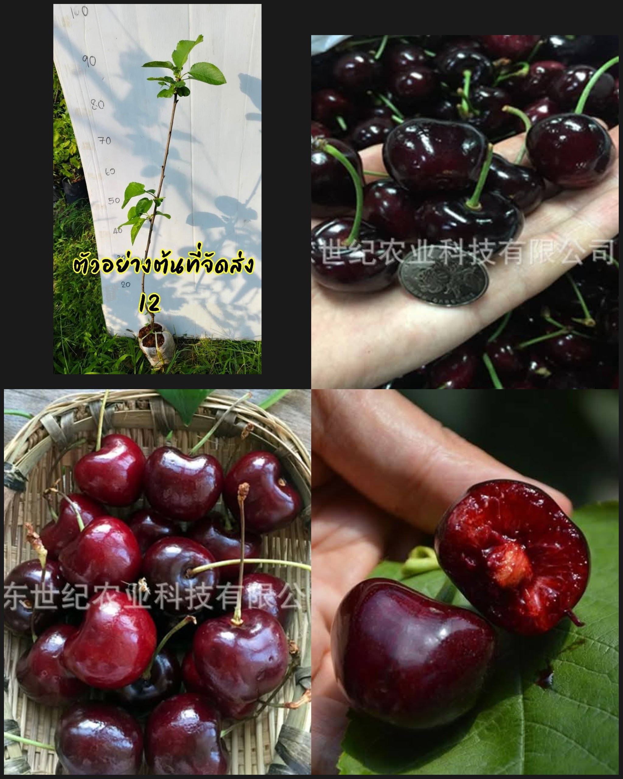 ต้นเชอร์รี่แบล็คเพิร์ล ต้น เสียบยอด สูง 50-60cm เชอร์รี่แบล็คเพิร์ล Black Pearl Cherry Tree ต้นเชอรี่ / klisnus