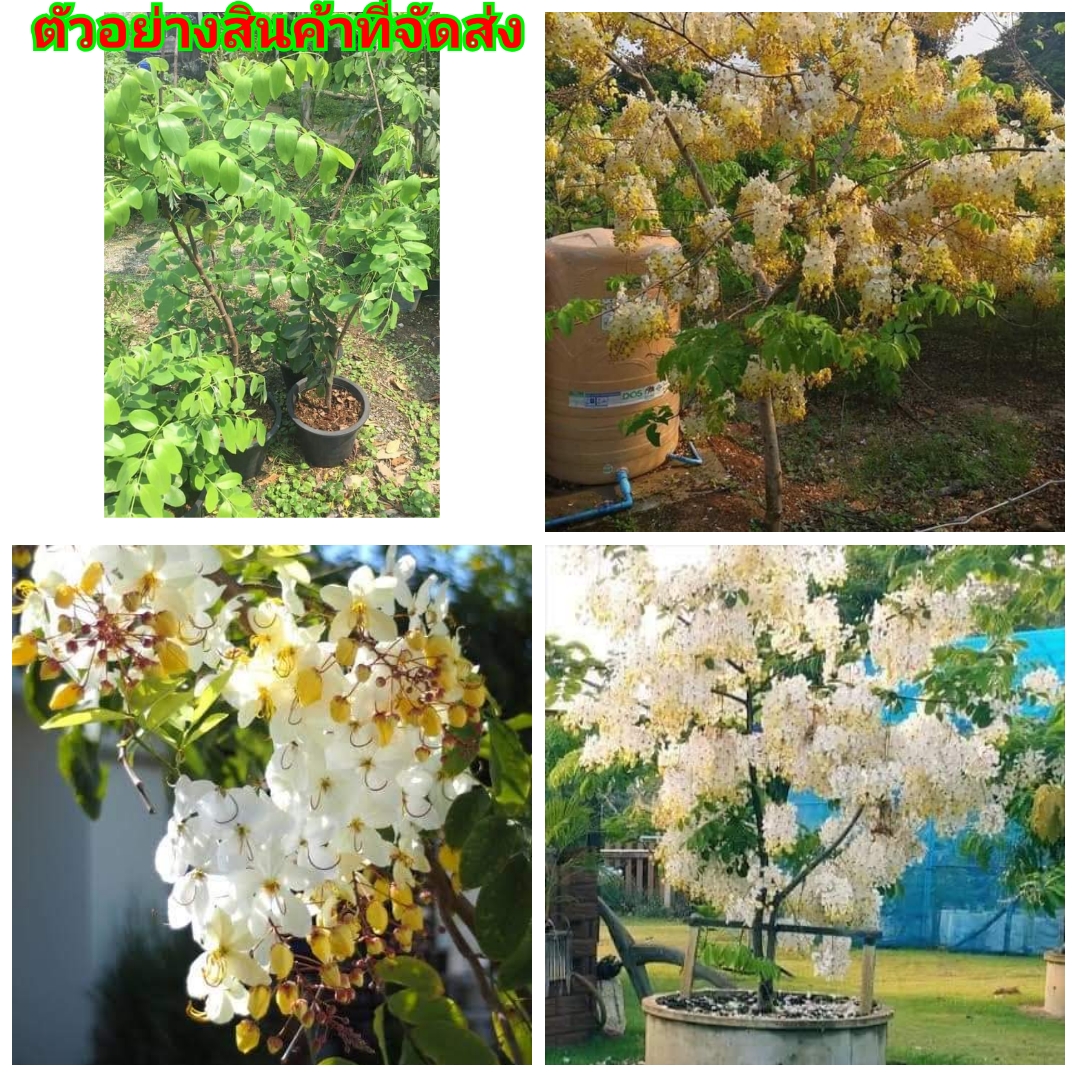 (1ต้น สูง80cm)(ขาย ต้นพันธุ์) ดอก ต้น คูนขาว ต้นคูณ สีขาว ต้นคูน คูน คูณ kanokwan