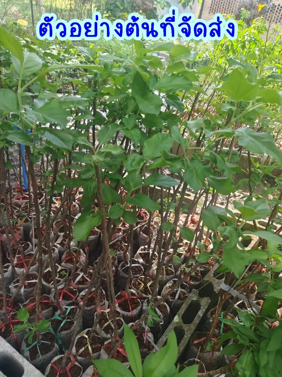 ต้น เสียบยอด สูง 50-60cm แอปเปิ้ล ต้นแอปเปิ้ล เนื้อแดง เซียงเฟย 红色香妃 Apple tree / klisnus