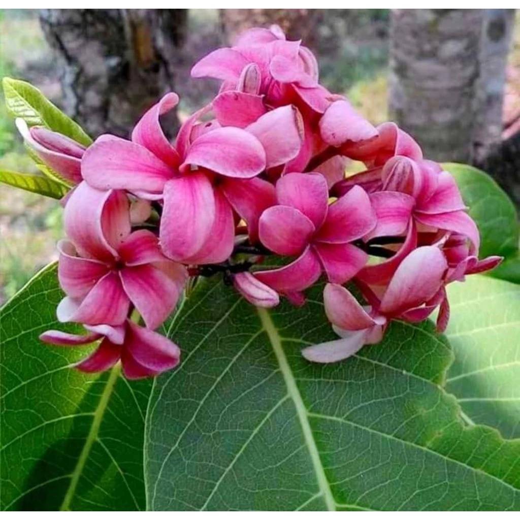 (1ต้น) สูง 50-70cm ต้น โมกหลวงชมพู โมกหลวง สีชมพู ต้นโมกหลวงสีชมพู / รัศมี