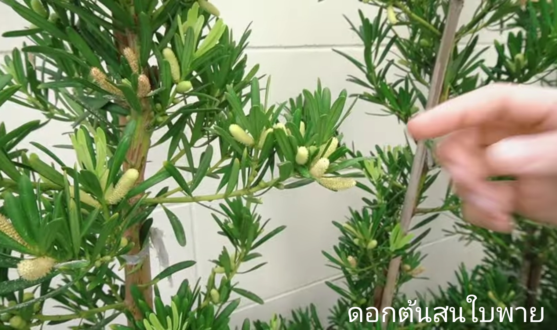 ต้นสนใบพาย สนใบพาย Podocarpus polystachyus ทำรั้วต้นไม้ ไม้แนวรั้ว ปลูกทำรั้ว ทำรั้ว รั้วต้นไม้ / eertnom