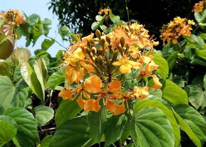 ต้นโยทะกาเลื้อย ระย้าย้อย หรือ เถาไฟ Bauhinia integrifolia Roxb. Phanera integrifolia Benth / eedwattan