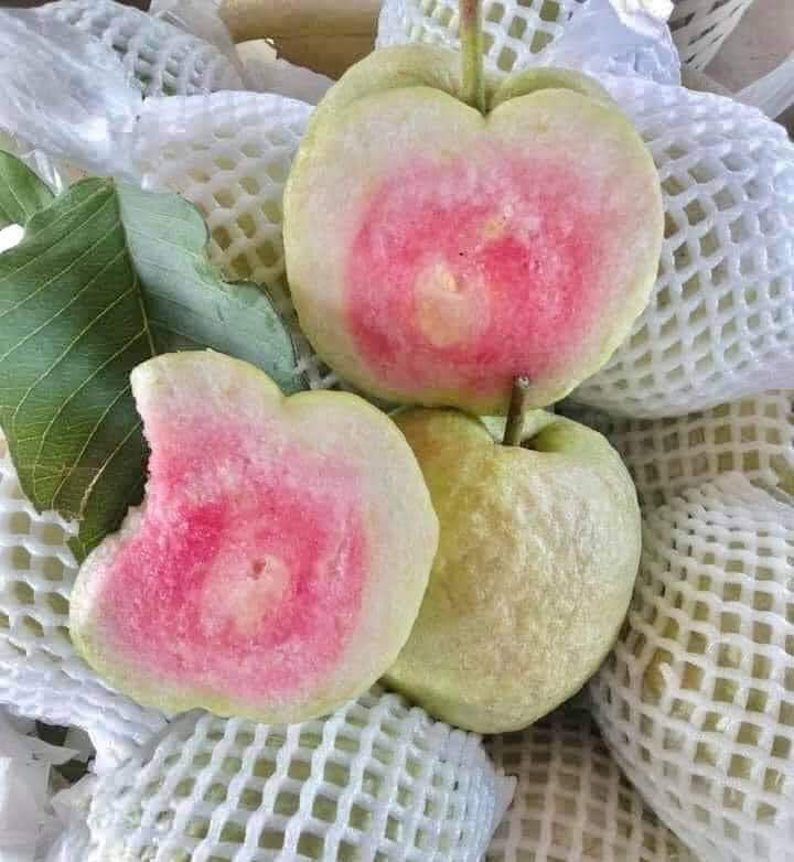 (2ต้น)(ขาย ต้นพันธุ์) ต้น ต้นฝรั่งหงษ์เป่าสือไส้แดง ฝรั่งหงษ์เป่าสือไส้แดง ฝรั่งหงษ์เป่าสือ ไส้แดง ต้นฝรั่งหงษ์เป่าสือ