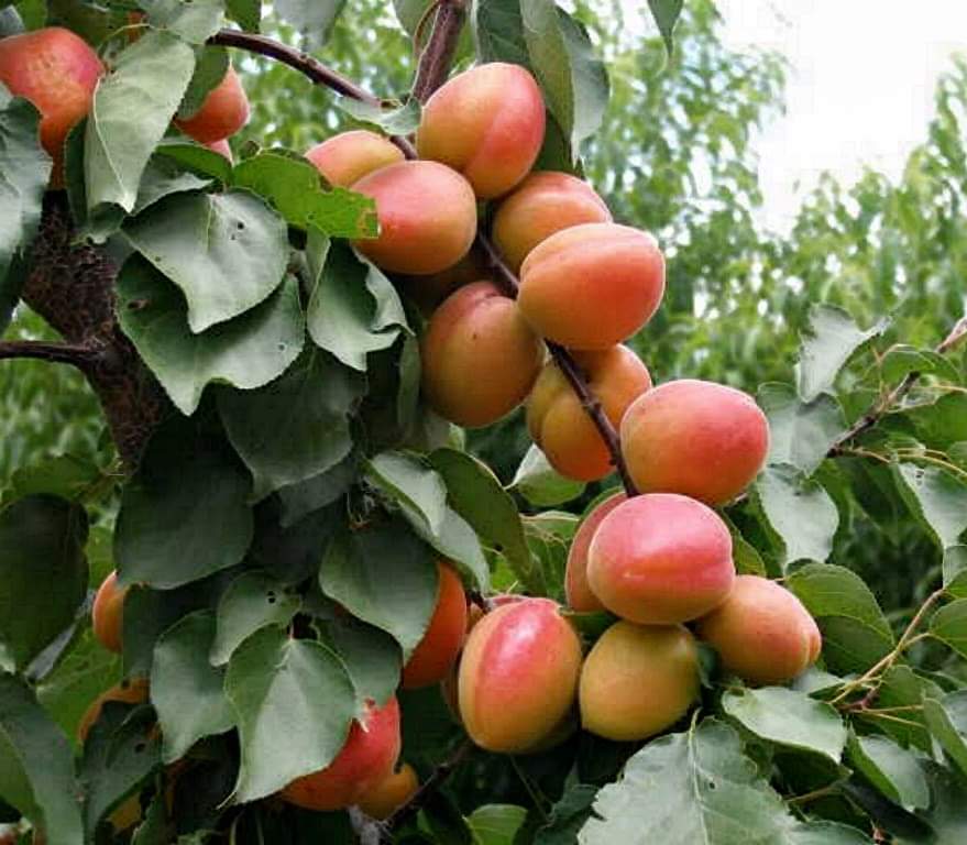 (1ต้น) ต้น แอปริคอท พันธุ์ อินเดีย India Apricot เอพริคอต แอพริคอต แอปริคอต ต้นแอปริคอท ต้นแอปริคอต / พิสุทธิ์