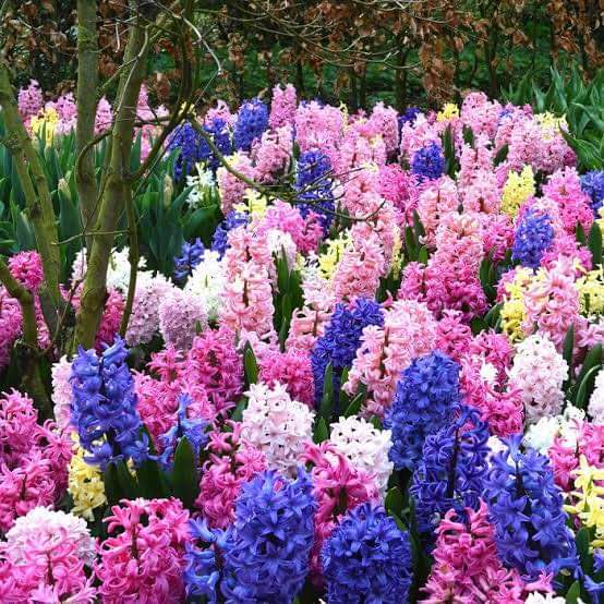 (จำหน่าย หัวพันธุ์) มี5สีให้เลือก ต้น ดอก สีไฮยาซิน hyacinth huawan