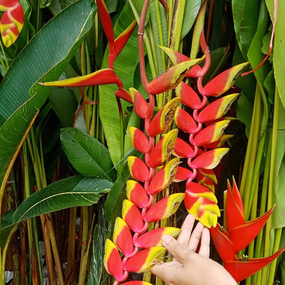 (1หน่อ)(ขาย หน่อพันธุ์) ดอก ต้น หน่อ เหง้า Heliconia rostrata TEN DAY เฮลิโคเนีย รอสตราต้า Nokair