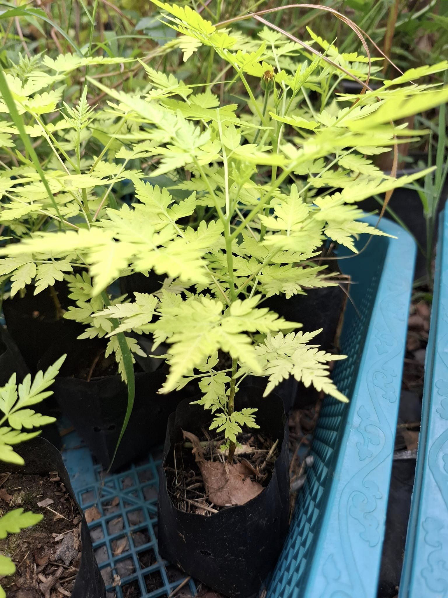 (1ต้น) ต้น เกษมณีสีทอง เมเปิ้ลเขียว เมเปิ้ลไทย Melia azedarach เลี่ยนทอง นารี เกรียน เฮี่ยน เลี่ยนดอกม่วง ลำเลี่ยน ลั้วะ โขวหนาย ขู่เลี่ยน ขู่เลี่ยนซู่ Bastard cedar, Bead tree Chaina tree Chinaball tree Persian lilac White cedar Melia azedarach L / Pongk