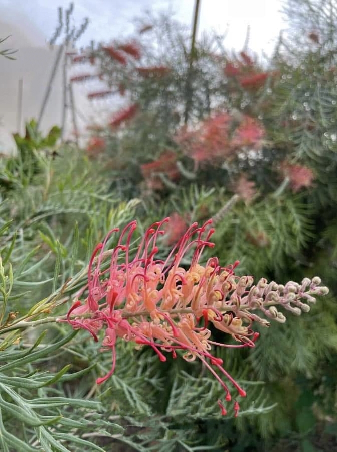 รบกวน สั่งซื้อ ผ่านไลน์ เท่านั้น (1ต้น) สูง 250cm ต้น สนเกรวิลเลีย Grevillea Bush Lemons yellow กรีวิเลีย บุช เลมอน ดอก สีเหลือง Sakphong