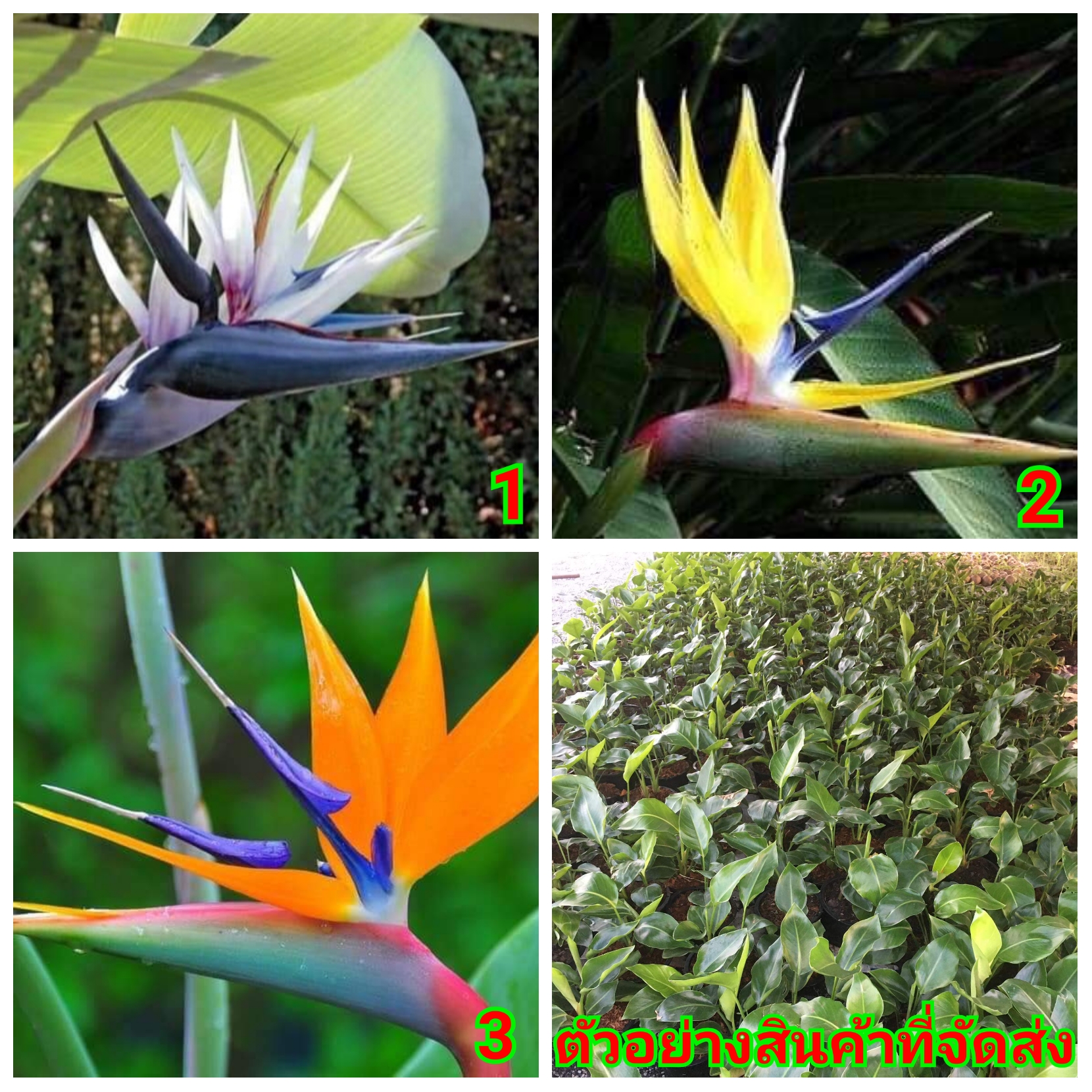 (ขาย ต้นพันธุ์) มี3สีให้เลือก ต้น ดอก เบิร์ดออฟพาราไดซ์ เบิร์ด bird of paradise เฮลิโคเนีย heliconia ปักษาสวรรค์ Orif