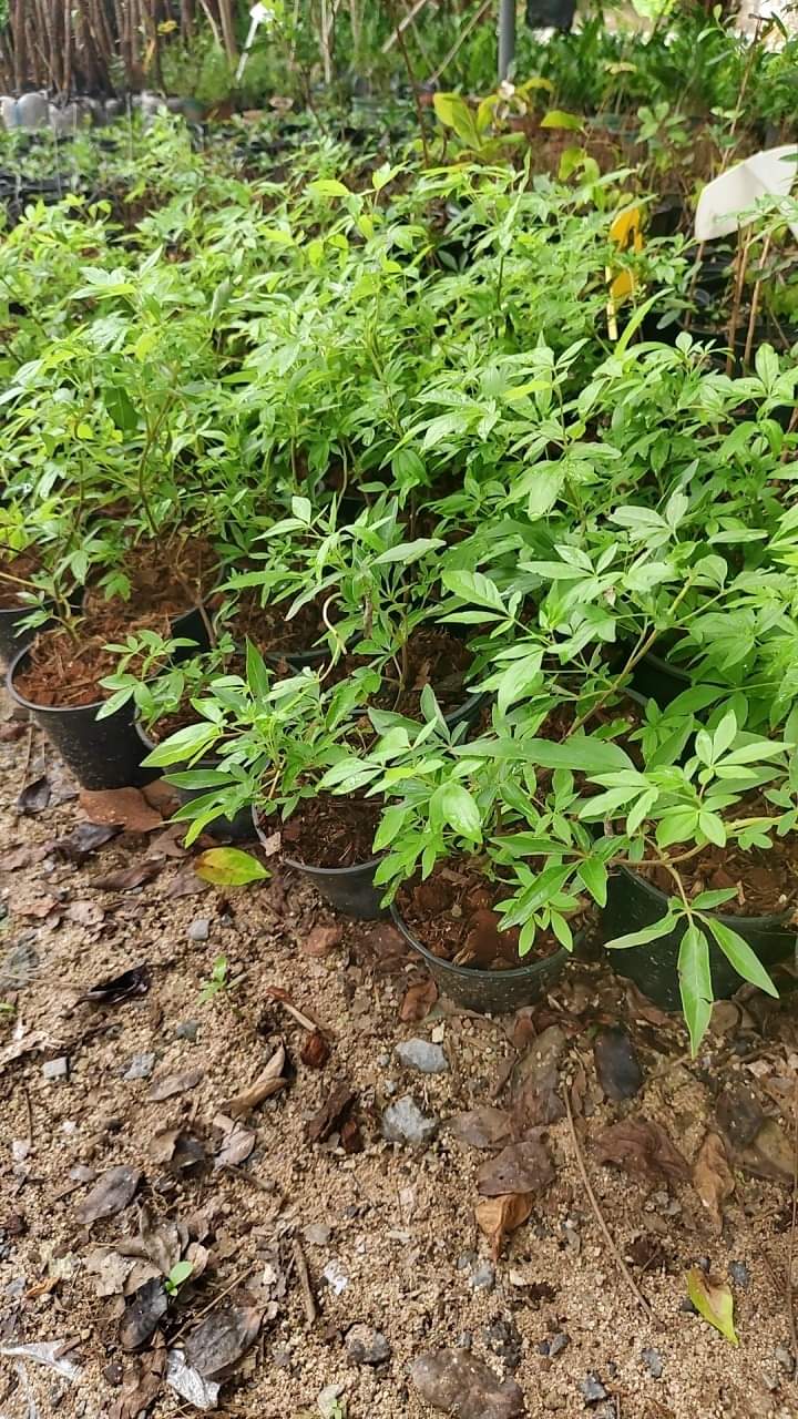 (1ต้น) ต้นไวเท็กซ์ Chaste Berry ไวเท๊กซ์ แอกนัส แคสตัส Vitex Vitex Agnus Castus / ศรัณย์รักษ์ สำเนา