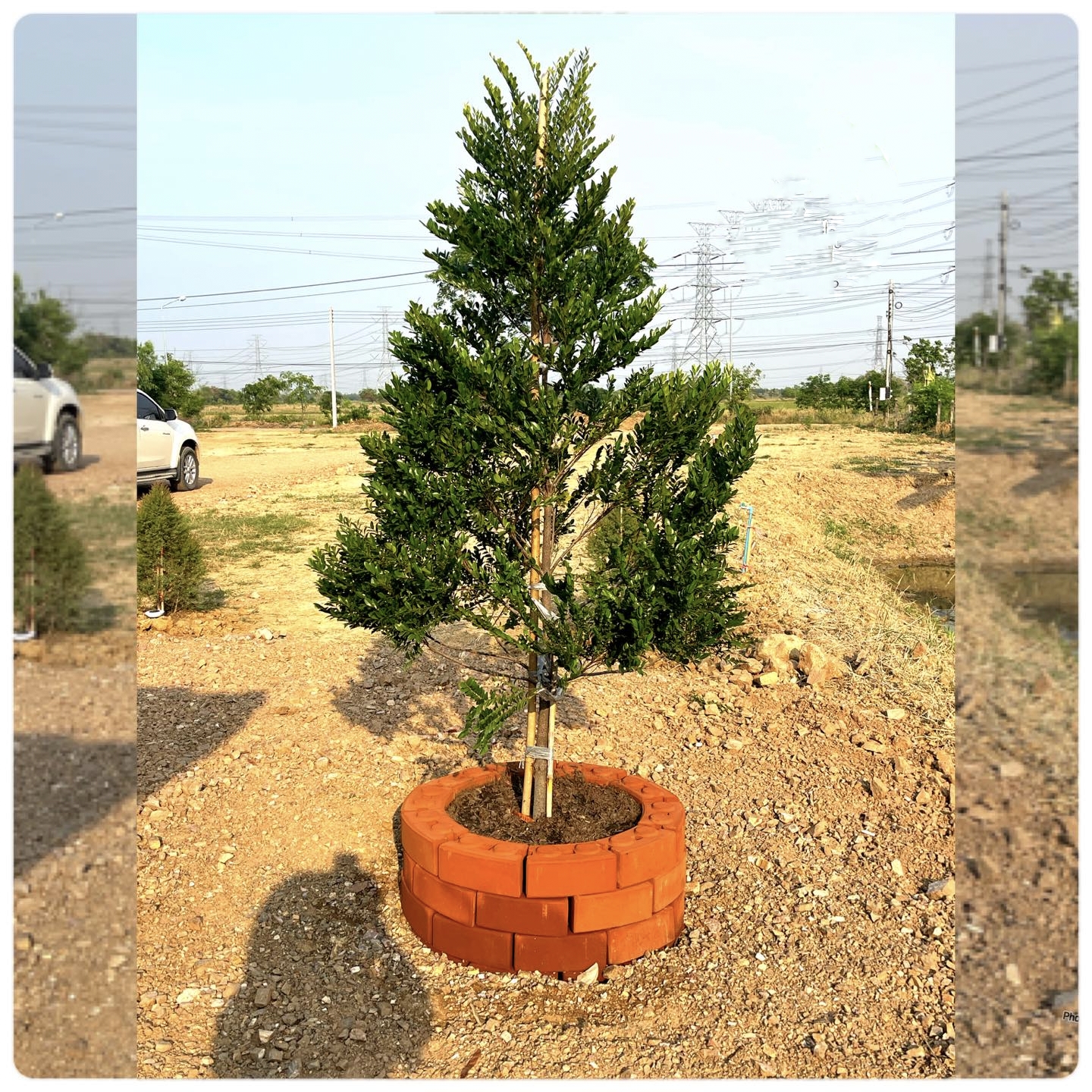 สูง 60cm ต้นล่ำซำ ต้นหูหนู หรือ ต้นสั่งทำ Black Ebony tree / iamnahpahcin