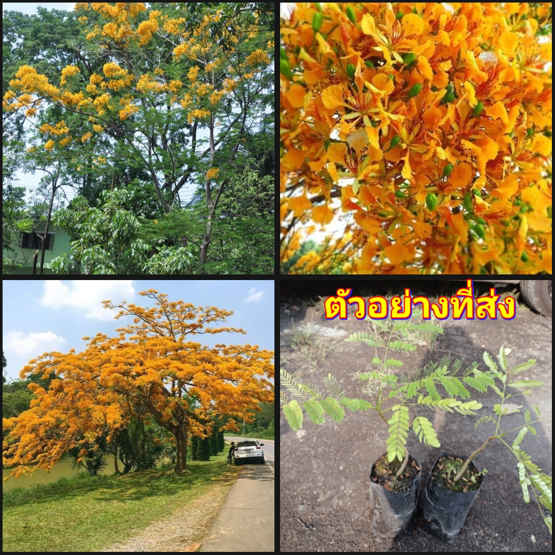 (2ต้น)(vาย ต้นพันธุ์) ต้น ดอก ต้นหางนกยูงสีทอง ต้นหางนกยูง สีเหลือง สีทอง สี เหลือง happy สำเนา