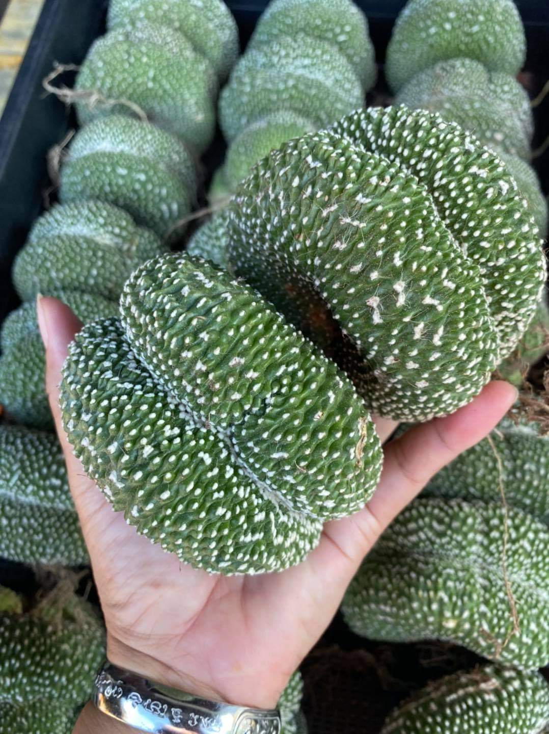 (1ต้น)(ขาย ต้นพันธุ์) โนโตแคคตัสสโคปา มอนโทรส คริสตาต้า NOTOCACTUS SCOPA CRISTATA CACTUS แคคตัส แคสตัส / แคคตัสบ้านหรรษา