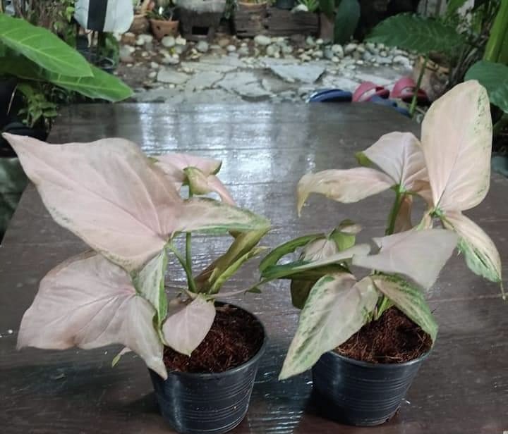 (1กระถาง) ต้น ต้นออมชมพู ออมชมพู fadel