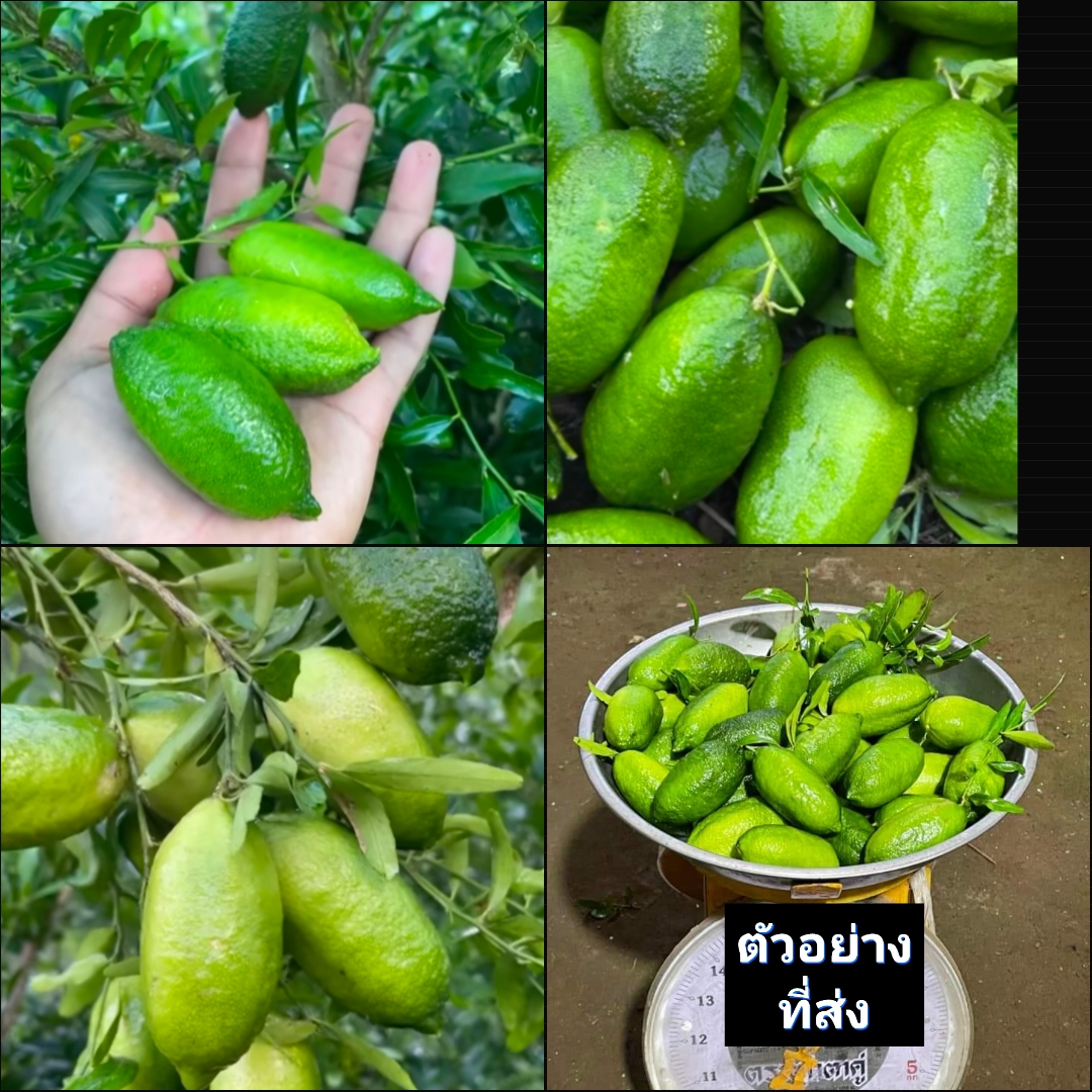 (1กก.) ( vาย ลูกมะนาว ) มะนาวคาเวียร์ Finger lime มะนาวนิ้วมือ ลูก มะนาว / พิสุทธิ์