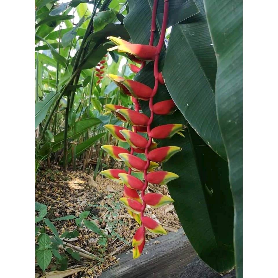 มี 13 สายพันธุ์ ให้เลือก ต้น หน่อ เหง้า เฮลิโคเนีย Heliconia เอ็กเซลซ่า excelsa คานารี่ สีเหลือง canari yellow คาลิเบียน Caribea โมเกน่า โปเกน่า bourgeana แอนโดรมีดา Andromeda ธรรมรักษา ก้ามกุ้ง เทมเพลส temptress เปโดร ออทิซ Pedro Ortiz คอลลินเซียน่า coll