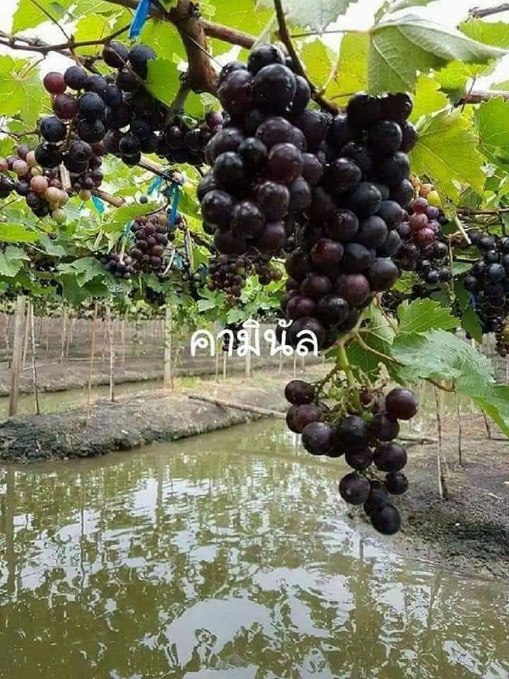 (1ต้น) ต้น องุ่น ต้นองุ่น แบบ กิ่งตอน และ แบบตอ Grapevine grape ไวท์มะละกา แบล็คโอปอร์ ไซมัสคัส ไวท์เฟรมซีดเรท รูดพอเรด บิวตี้ เฟลม คามีนัล คริมสัน ซีดเรท แรมโป้ rembo นิ้วแม่มด สการ์ล๊อตตาร์ ไวกิ้ง / Bunnapawong