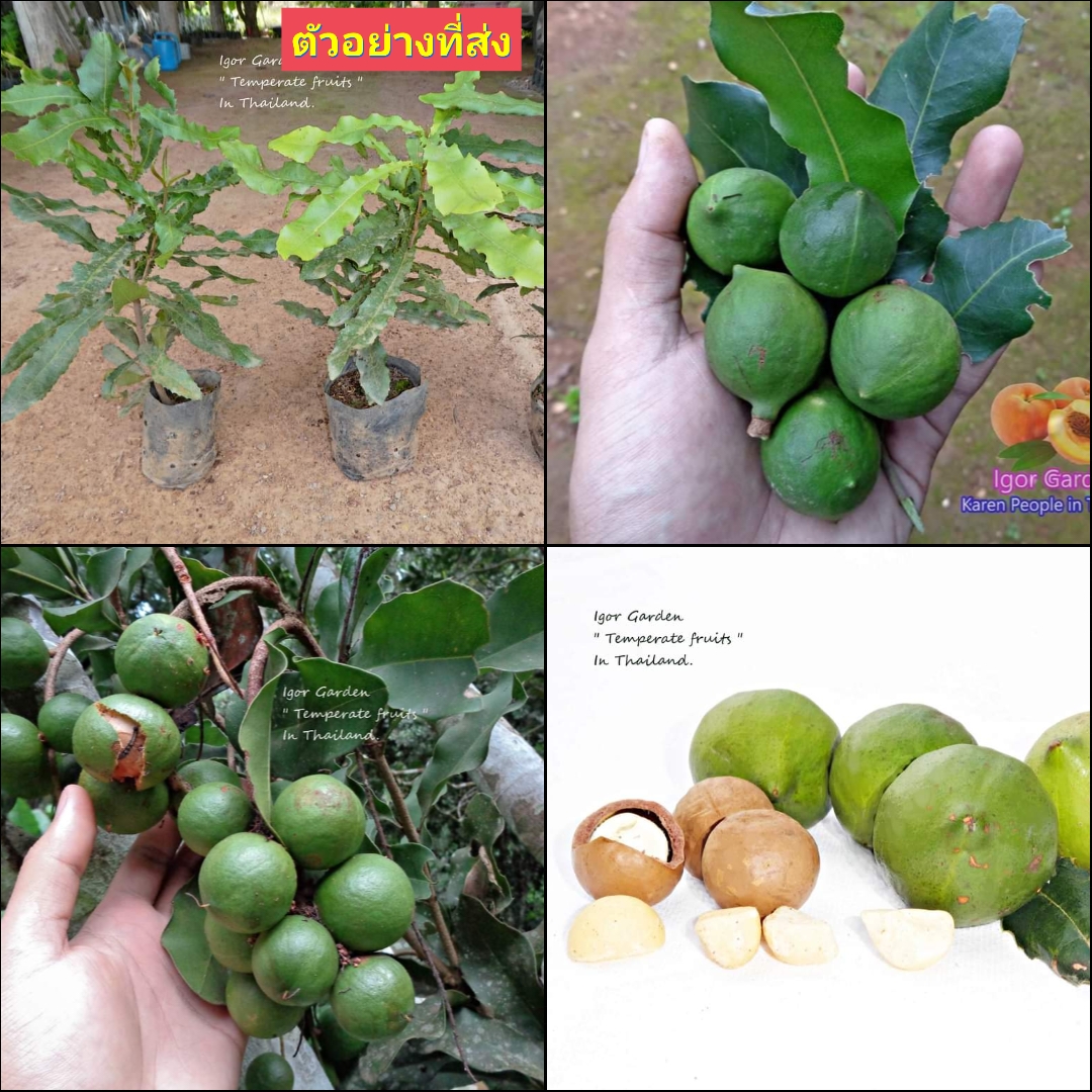 (1ต้น) ต้น แมคาเดเมีย Macadamia ต้นแมคาเดเมีย / พิสุทธิ์
