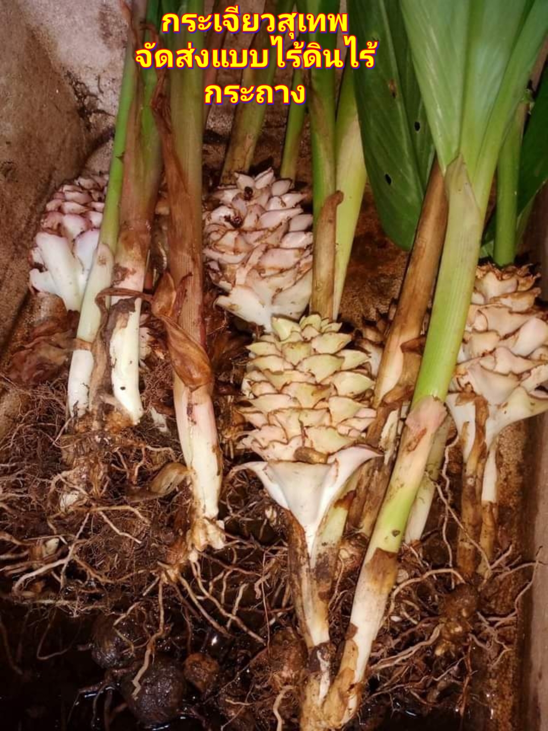 (3ต้น) ต้น หน่อ เหง้า กระเจียวสุเทพ Curcuma ecomata ต้นกระเจียวสุเทพ ดอกกระเจียวสุเทพ กระเจียว สุเทพ สมซง