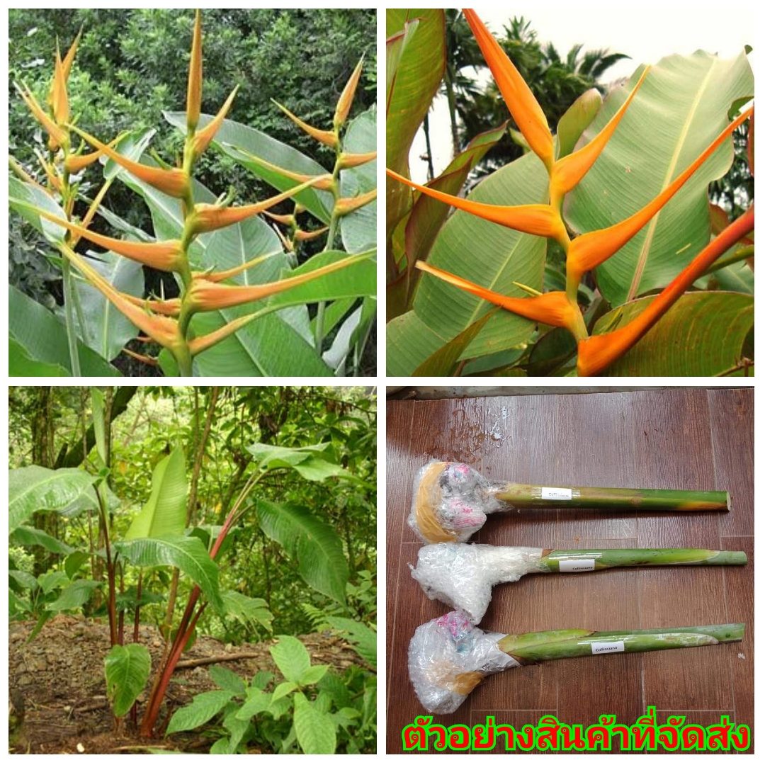 (1หน่อ)(ขาย หน่อพันธุ์) ดอก ต้น หน่อ เหง้า Heliconia latispatha Orange gyro ลาทีสพาธ่า ออเร้นท์ ไจโร heliconia เฮลิโคเนีย Nokair