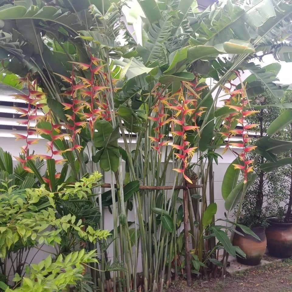 มี 13 สายพันธุ์ ให้เลือก ต้น หน่อ เหง้า เฮลิโคเนีย Heliconia เอ็กเซลซ่า excelsa คานารี่ สีเหลือง canari yellow คาลิเบียน Caribea โมเกน่า โปเกน่า bourgeana แอนโดรมีดา Andromeda ธรรมรักษา ก้ามกุ้ง เทมเพลส temptress เปโดร ออทิซ Pedro Ortiz คอลลินเซียน่า coll