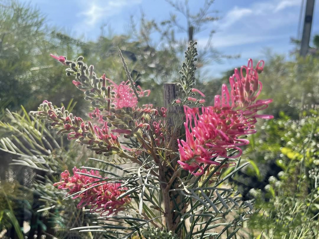 รบกวน สั่งซื้อ ผ่านไลน์ เท่านั้น (1ต้น) สูง 250cm ต้น สนเกรวิลเลีย Grevillea Bush Lemons yellow กรีวิเลีย บุช เลมอน ดอก สีเหลือง Sakphong