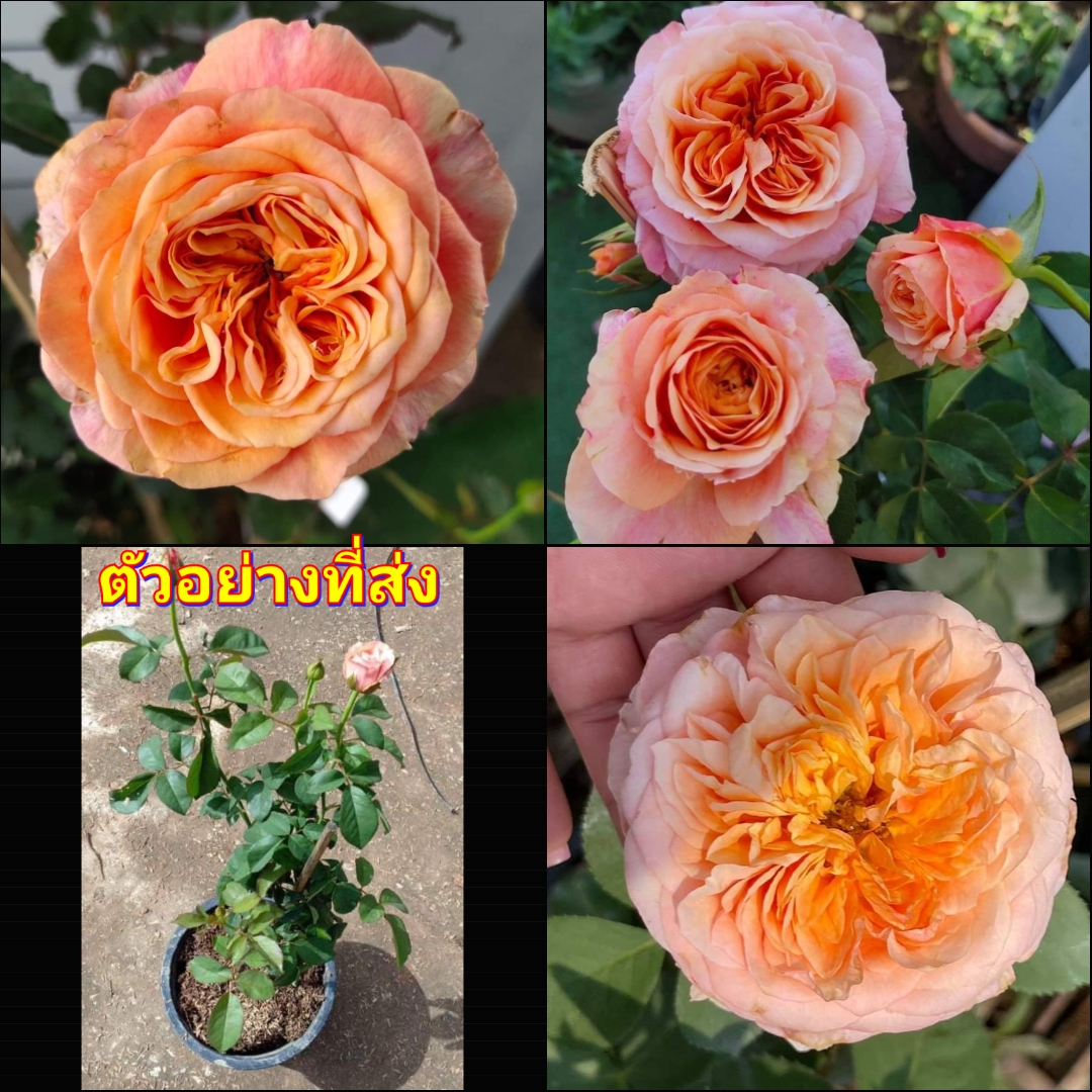 (1ต้น) ดอก ต้น กุหลาบ วิคตอเรีย ซีเครท victoria secret rose buncha