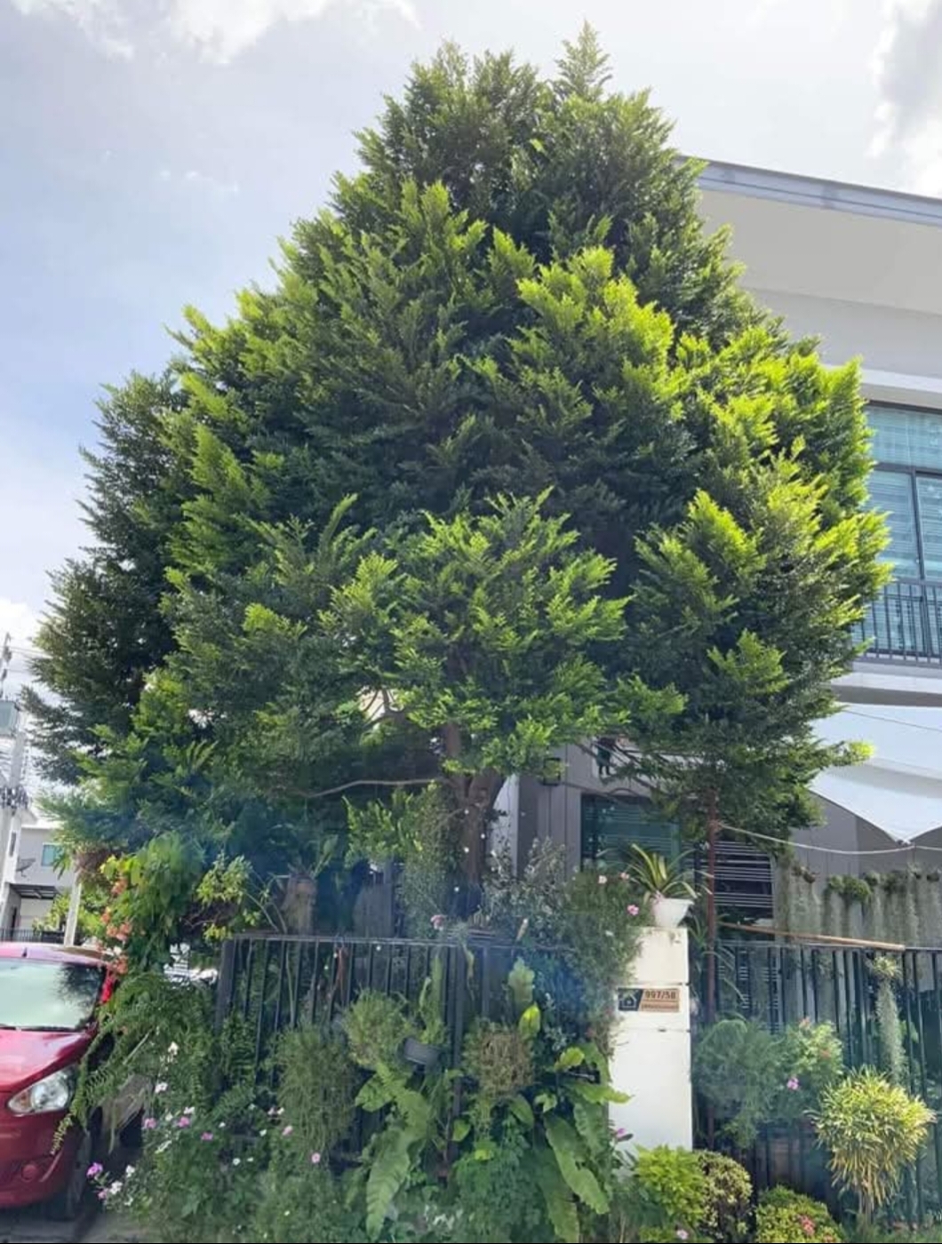 สูง 60cm ต้นล่ำซำ ต้นหูหนู หรือ ต้นสั่งทำ Black Ebony tree / iamnahpahcin