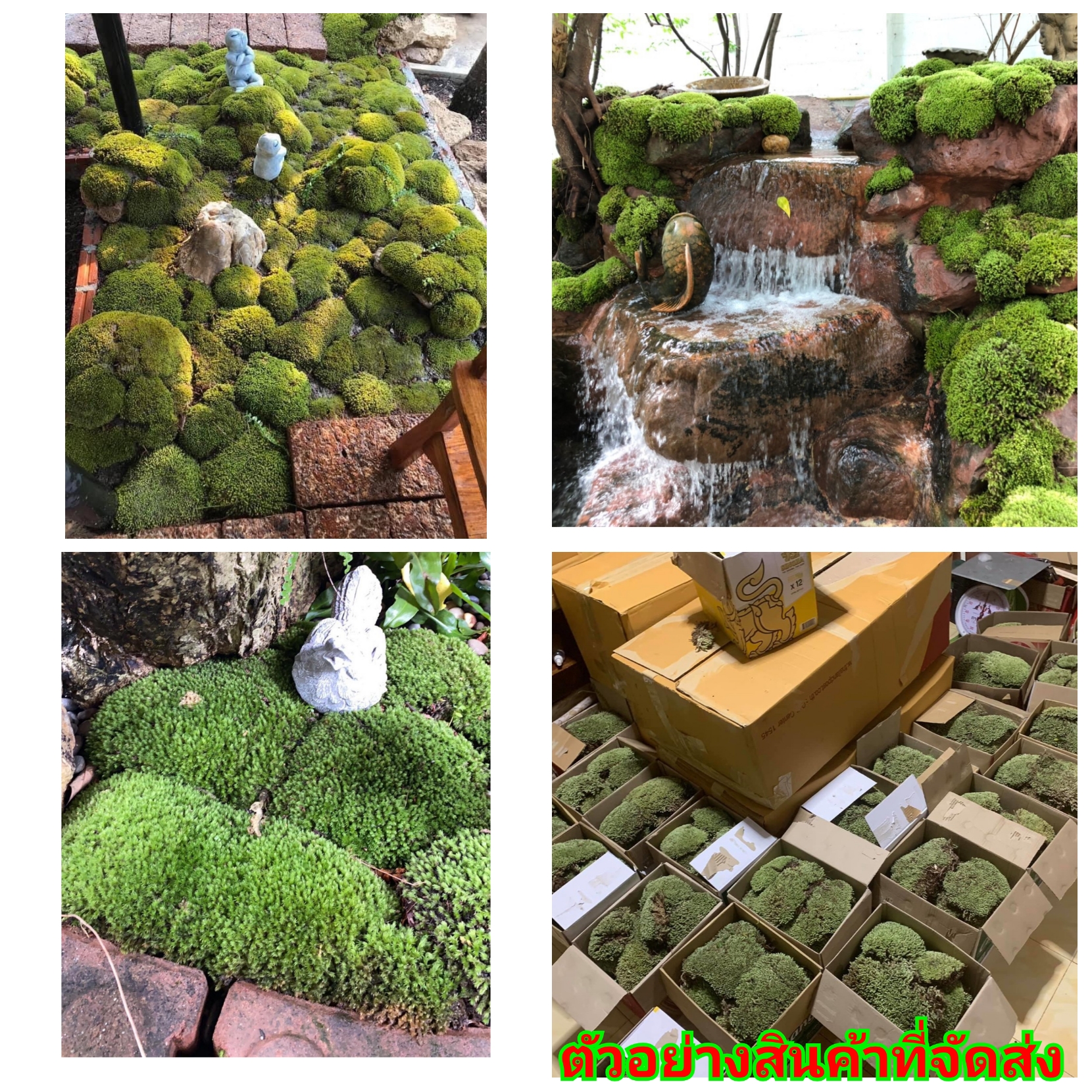 (ขาย) มอส มอสดินธรรมชาติ มอสดินละเอียด มอสดิน Moss soil คริมา