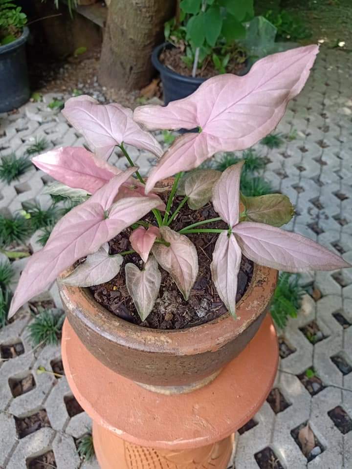 (1กระถาง) ต้น ต้นออมชมพู ออมชมพู fadel