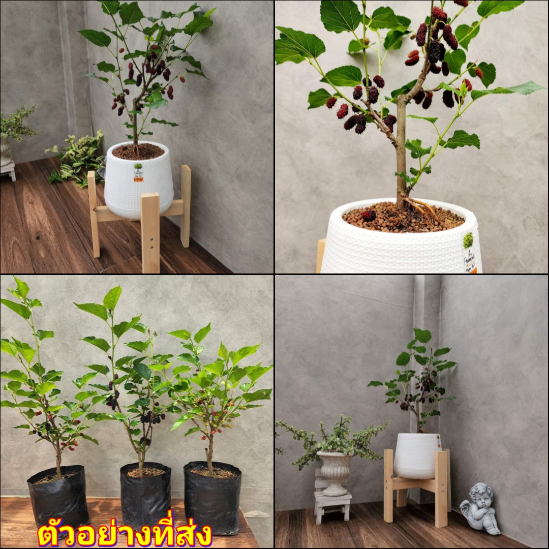 (1ต้น) มัลเบอรี่แคระ ต้นหม่อน หม่อน มัลเบอร์รี่ มัลเบอรี่ ต้นมัลเบอรี่ แคระ เตี้ย Mulberry Plants ทษณน