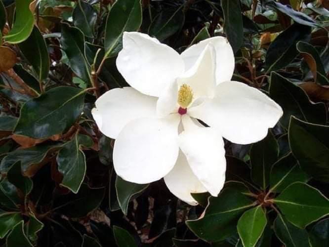 (1ต้น) สูง 80cm ต้น แมกโนเลีย แกรนด์ดิฟฟอร่า Magnolia grandiflora ตอนกิ่ง / Navin